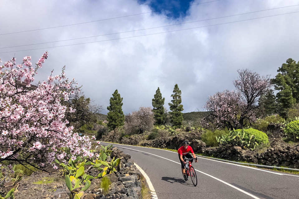 Cyclist descending on smooth road with cacti pine trees and pink blossom on Marmot Tours Tenerife cycling holiday